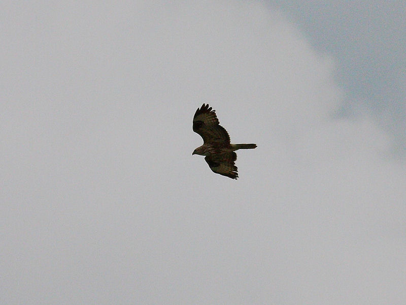 Battaglia in volo